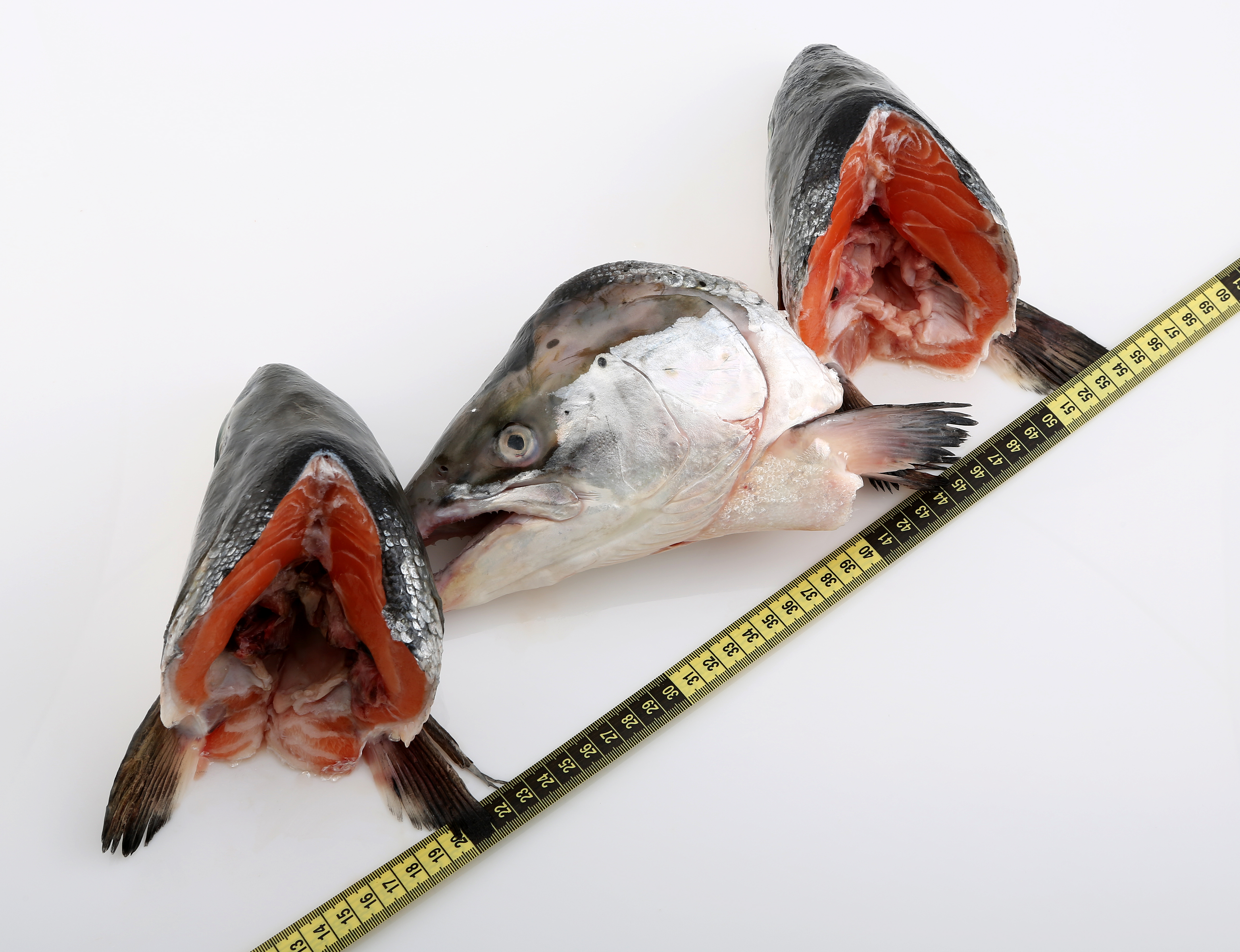 Salmon and Trout heads Salmon and Trout heads